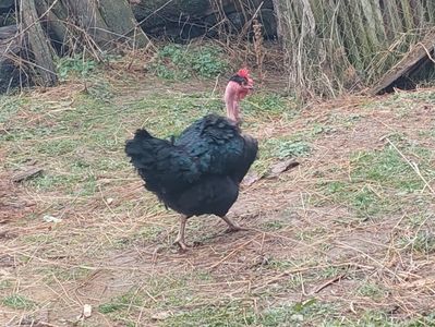 Femelă; Gât golaș de Transilvania
