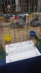 IMG-20241221-WA0023