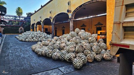 AGAVE Fruits for Tequila Preparation 4