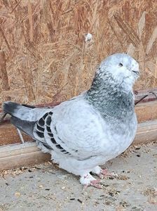 M2023
