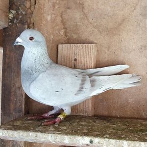Mascul 24-521