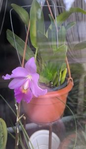 Cattleya hybr.