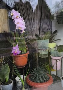 Cattleya hybr