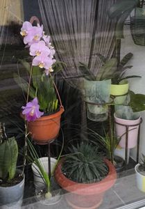 Cattleya hybr