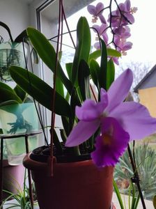 Cattleya hybr