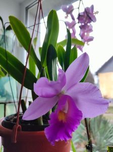 Cattleya hybr