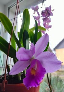 Cattleya hybr