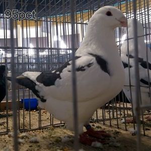 F2024