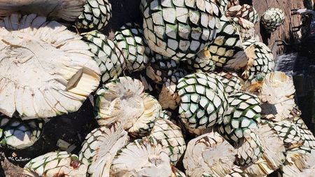 AGAVE Fruits for Tequila Preparation 3