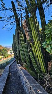 Cactus Road