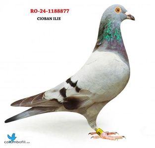 Fiica loc 1As horodnic 2023 si nepoata 1As horodnic  2022