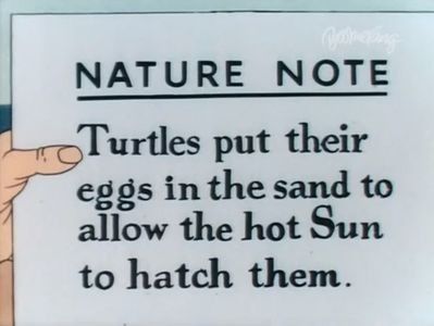 The Shell Shocked Egg