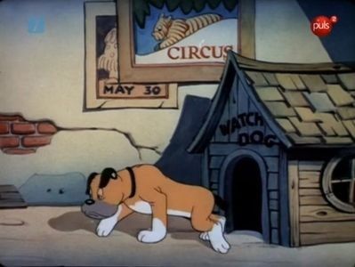 The Curious Puppy