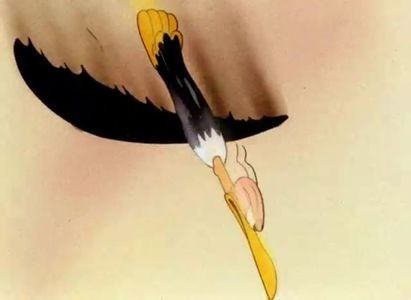 The Bashful Buzzard