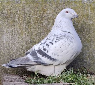 6 (F.) Archiwum