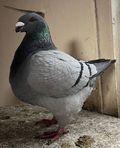1-0 2024