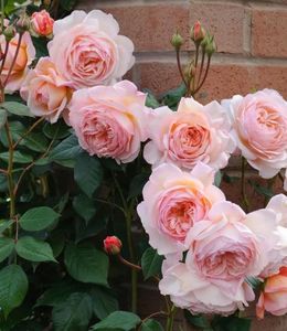 A Shropshire Lad (urcator)