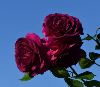 Ebb Tide (tufa) 60; Parfum puternic. 
Inflorire repetata tot sezonul.
Inaltime 60-80 cm.
