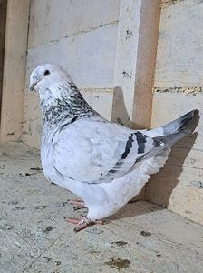 F2024