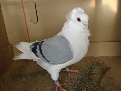 55-24 m dd; pui p 9 gut
