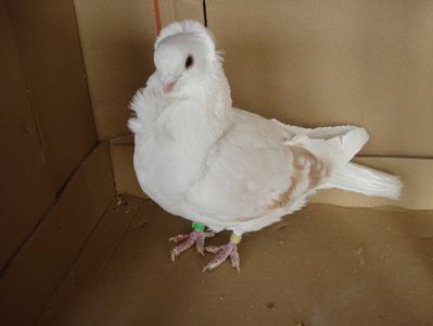 207-23 m flo