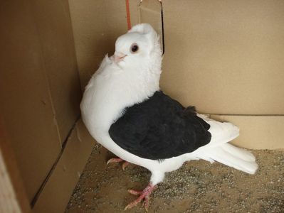 40-24 m; pata piept dr
