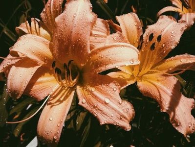 nzuri—جميل—ቆንጆ—bilicsan—ጽቡቕ