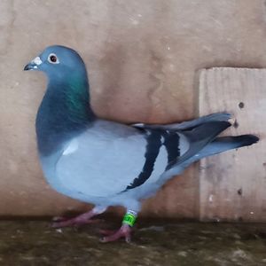 Femela 23-477