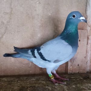 Mascul 24-261