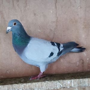 Mascul 22-104