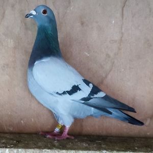 Mascul 24-319