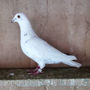 Femela 25-064