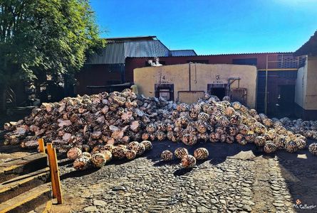 AGAVE Fruits waiting for cooking in tequila process