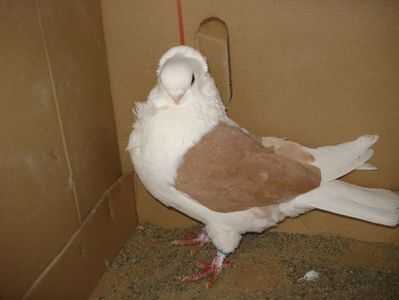 D7 20 A 557 m matca