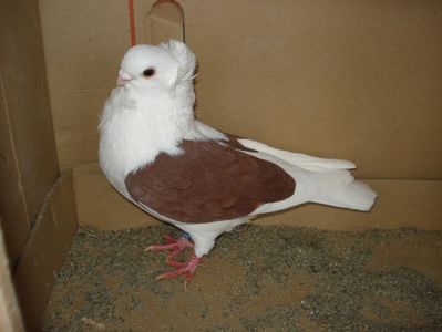 30-24 m? matca; cap ok. de urmarit. pui p 14. pata alba pe aripa dr
