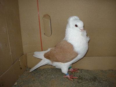 39-24 m matca; pui p 13
