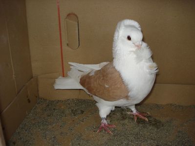 184-20 m matca