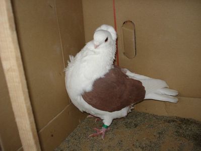 34-24 m?; pata alba. pui p 22
