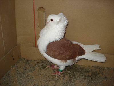 25-23 m matca