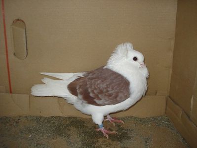 4827-24 f?; pui p 1. posibil bit.
