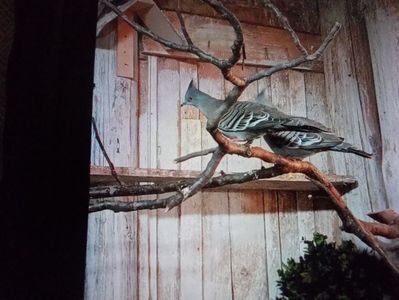 PER. TURTURELE  AUSTRALIENE CU MOT