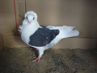 70-24 f dd; pui p 10
