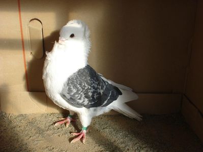 208-19 m. matca; pui p 14 nou. tata 539-2016. mama gut 00037-18
