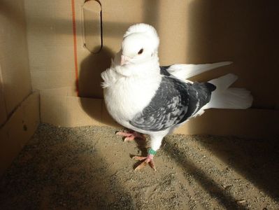 31-24 m dd; PUI P 9. TATA 208-19. MAMA 263-20 D.
de urmarit

