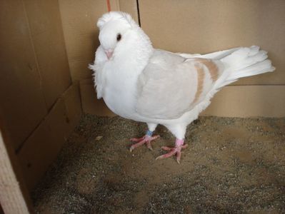 60-24 f; pui p 25
