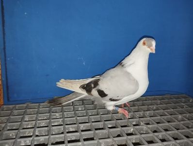 13458  femelă  2024