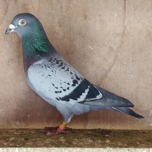 Mascul 24-578
