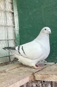 IMG-20250105-WA0002