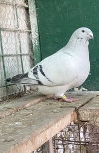 IMG-20250105-WA0011