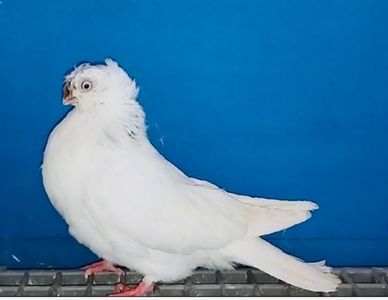 28063 femelă 2024